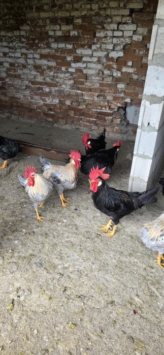 Петли Легхорн...