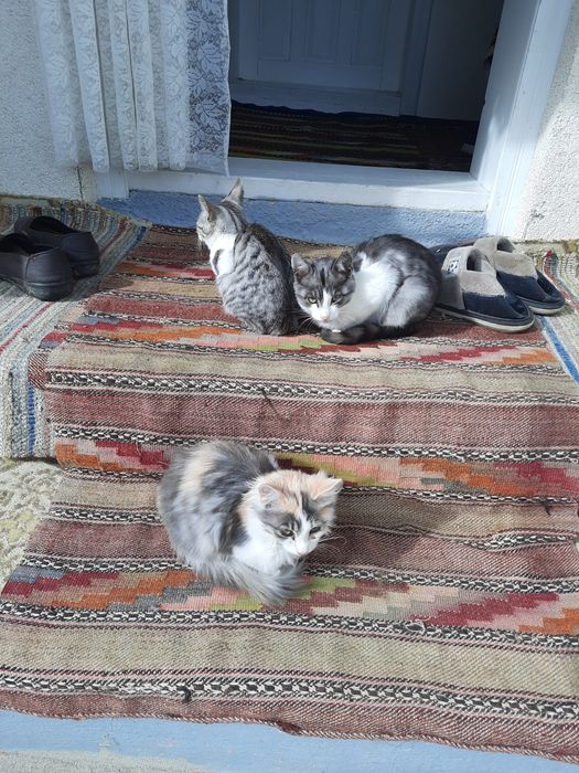Pisici spre adoptie