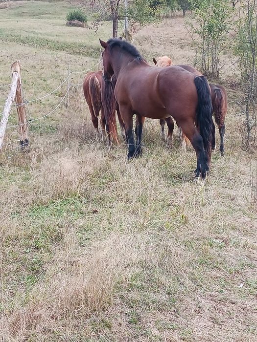 Vând un cal de 4 ani simanz de 1 an