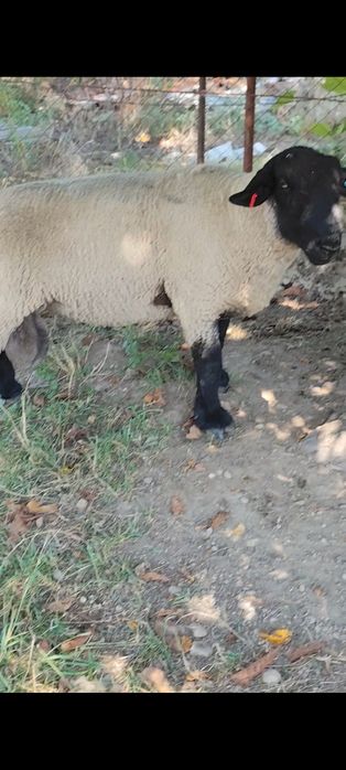 Berbec suffolk 100 kg