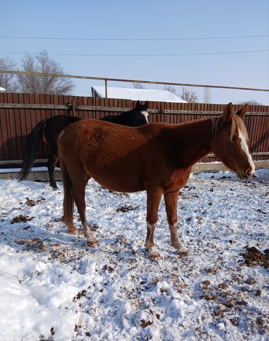 Буаз биелер сатылады жылкы