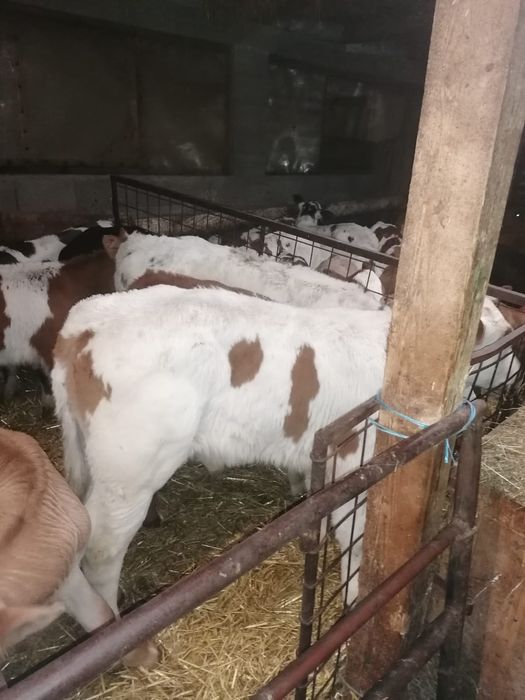 Vând viței și vitele încărcați