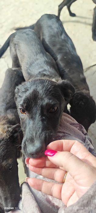 Щеночки в добрые руки породистые