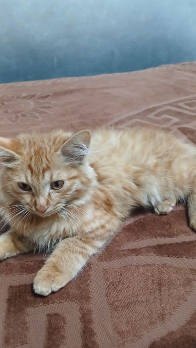 Мишик Сибирская  кошка