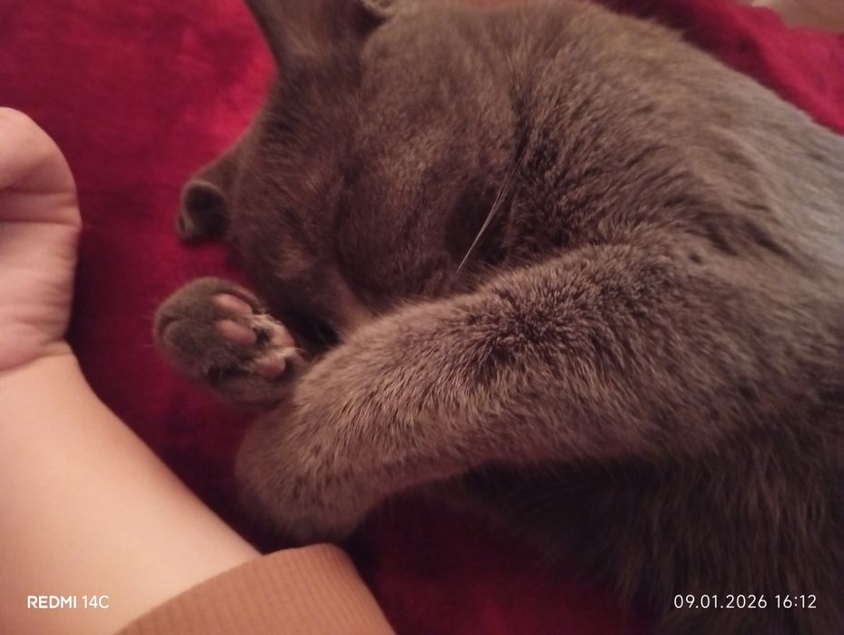 Продается руско голубая кошка