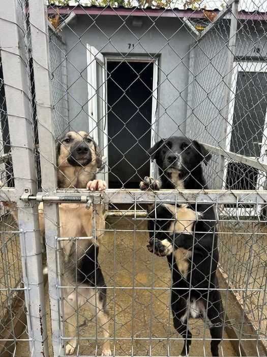 Adopta un caine - un sufletel are nevoie de stapan!