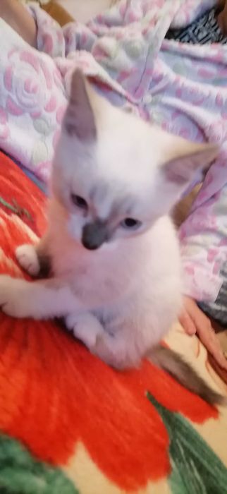 Кошечки сиамские, домашние.