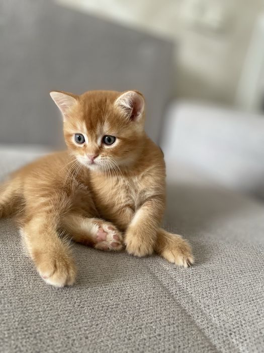 Милый шотландский котенок 1 месяц — мальчик