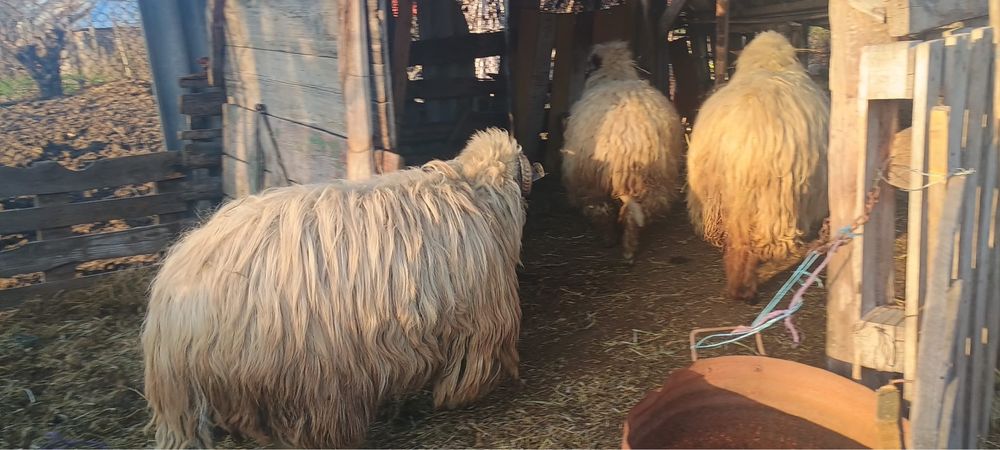 Schimb bercec cu oaie sau capra