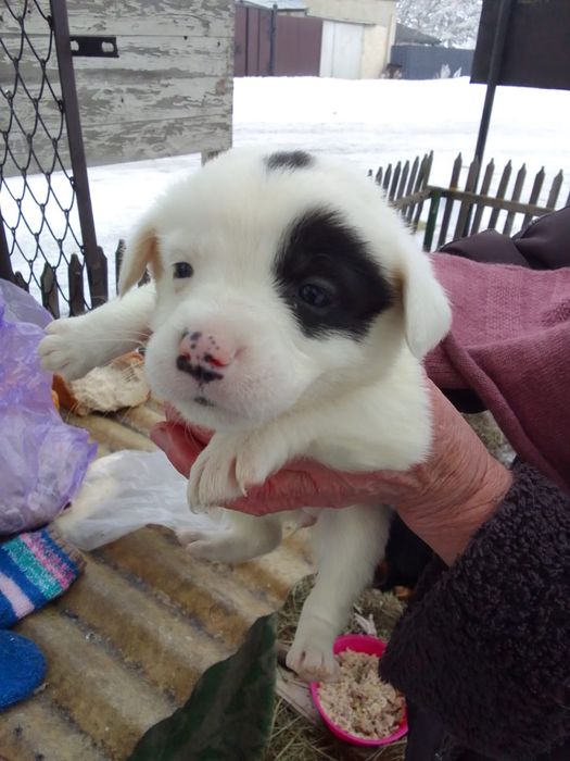 Щенок в любящие руки бесплатно