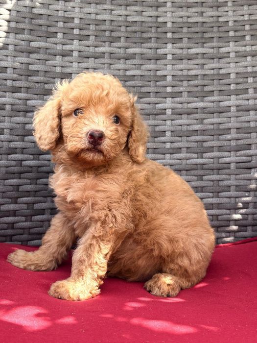 Vand puisor poodle/pudel/caniche