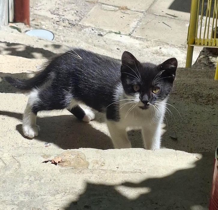 Спешно подарявам мъжко коте