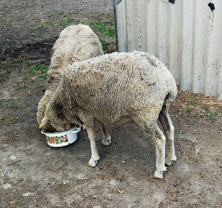 Продам откормленных баранов.