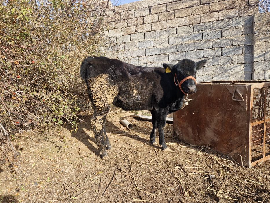 Бұзаулы сиыр сатылады