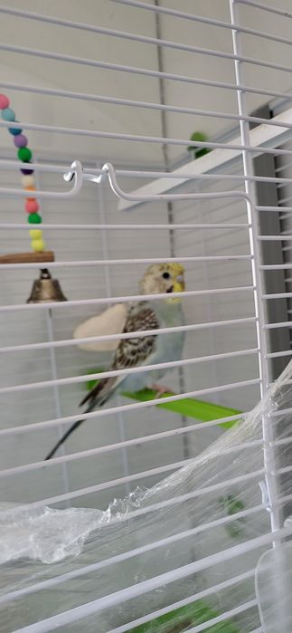 Vand colivie mare + pui perus mascul