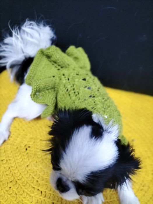 Вязаная одежда для декоративных собак.