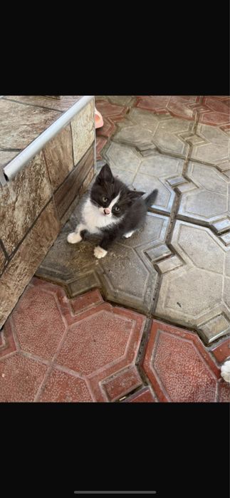 Отдам котят в хорошие руки