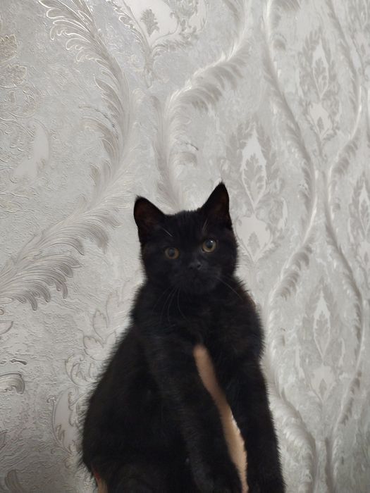 Мушук тоза конли