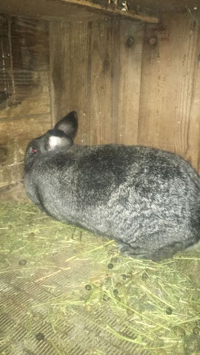 Кралихи великаны прадам