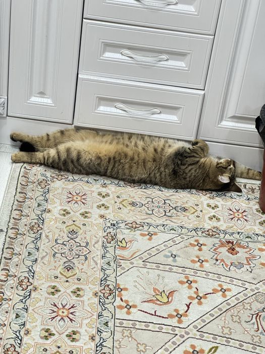 Пропал кот Район Мирный,Карбшева