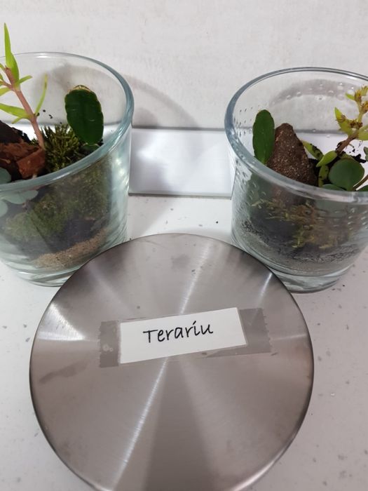 Terariu plante naturale