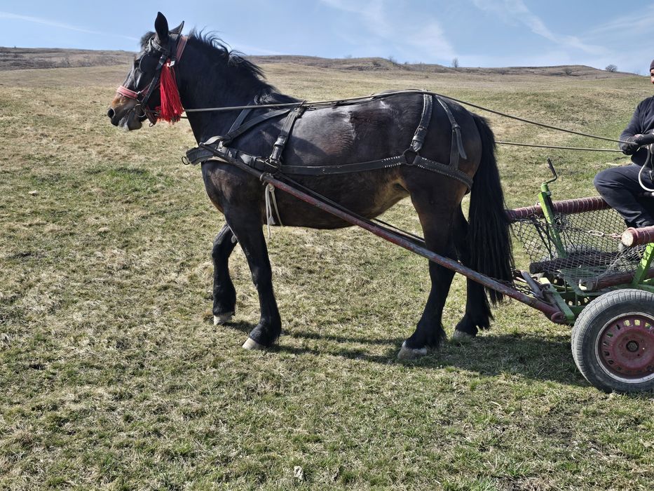 Manza semigreu de vânzare