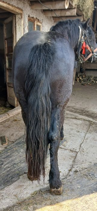 De vânzare armăsar semi greu