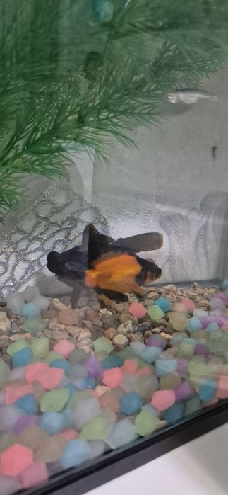 Balqi teleskop sotiladi