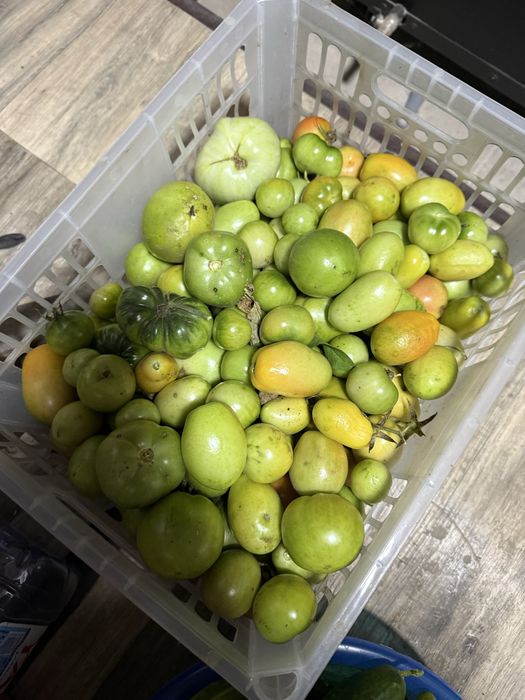 Продам зелёные помидоры домашние