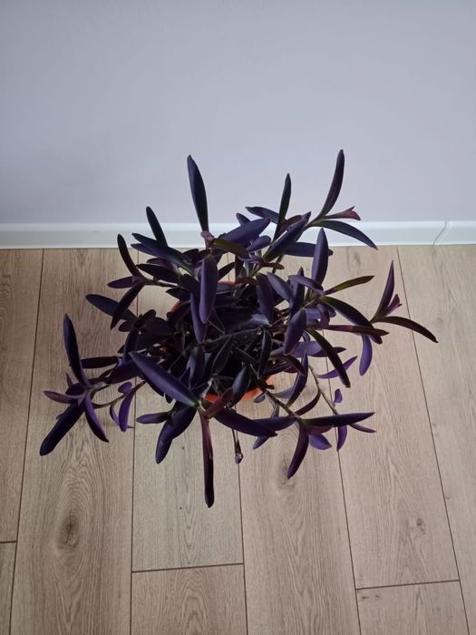 Цветок комнатный