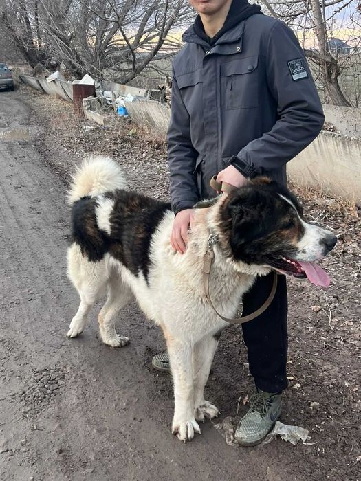 Молодой супер тяж тобет линия есть