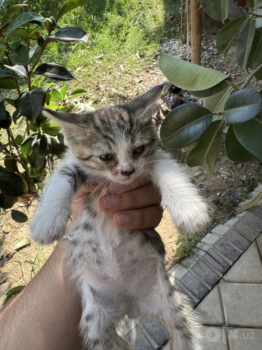 Кошка и котят 7шт детя