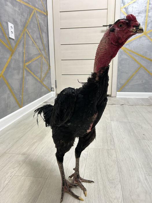 Дакан қораз жақсы зат