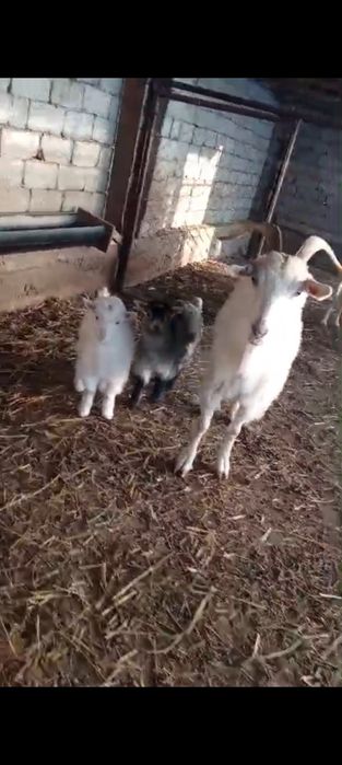 Козлы, лактар, ешкы