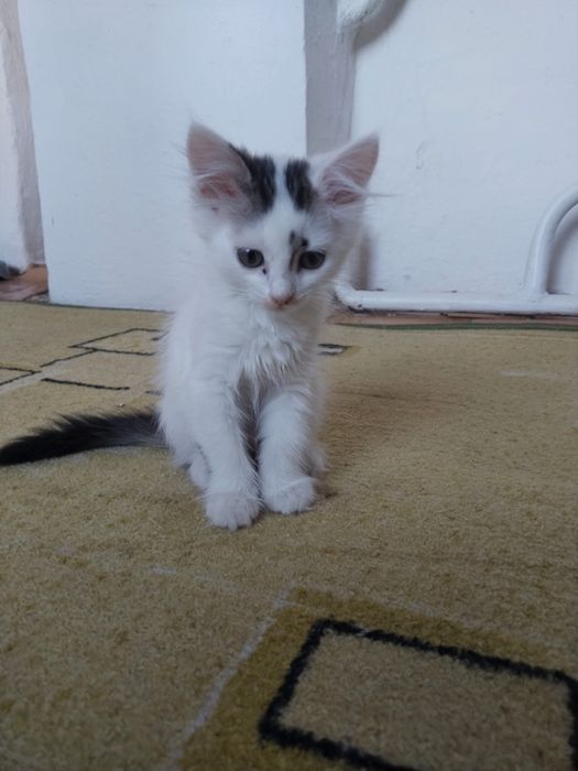 Отдам в добрые руки