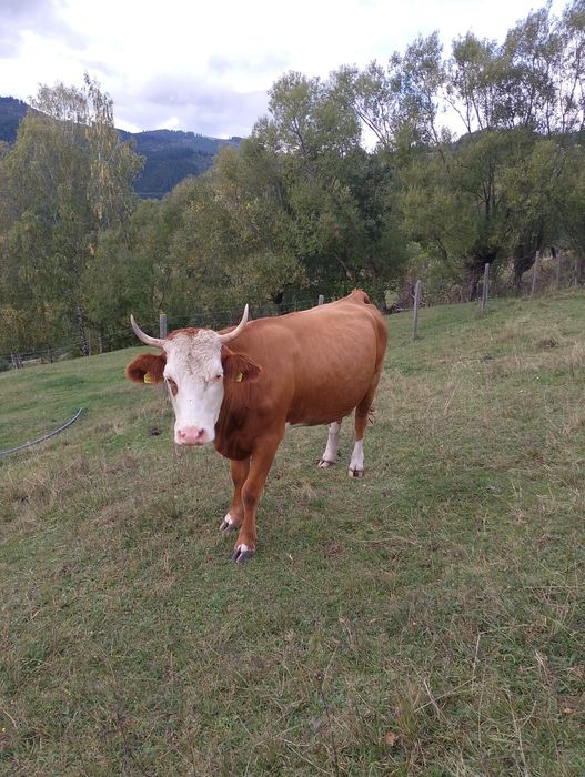 Vând doua vaci gestante