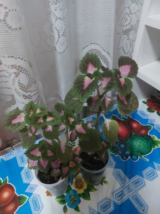 Комнатные цветы колеусы