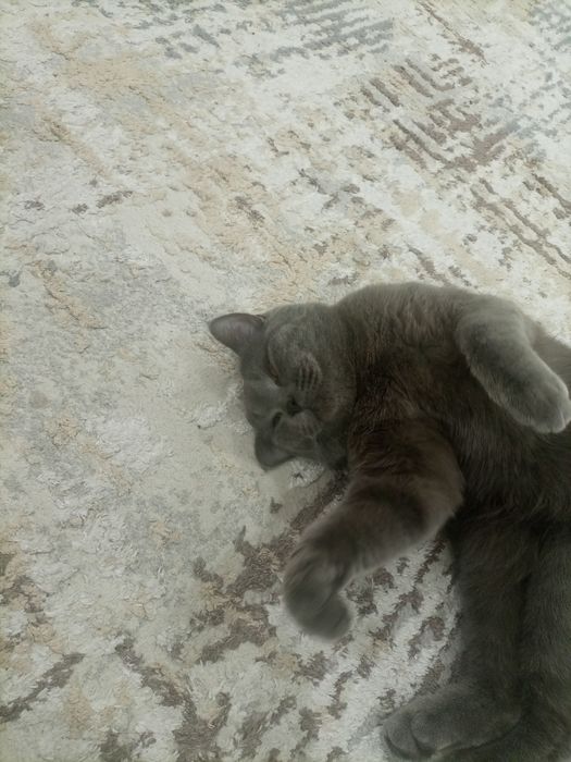 Sotiladi birtan strayt