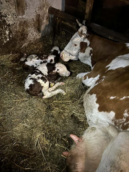 Vand vaca ,cu 2 vitei