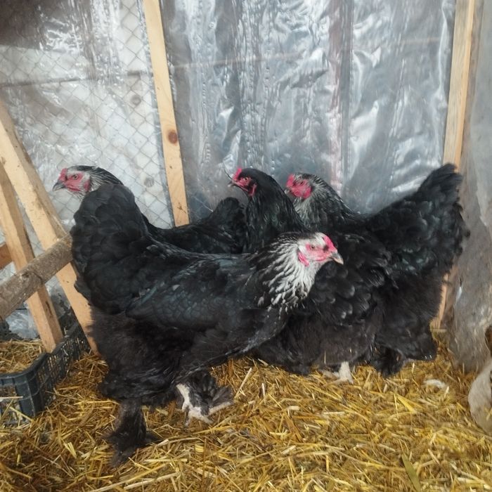 Продам куры домашние