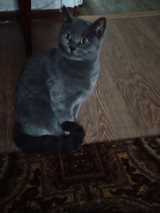 Красивая Кошечка