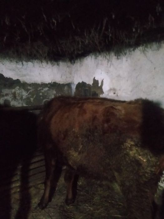 Продам Корову на развод!