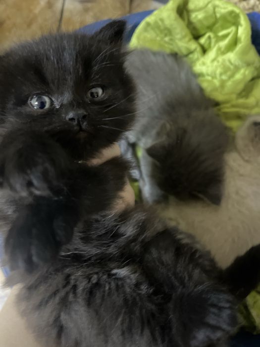 Продам очень красивых котят!