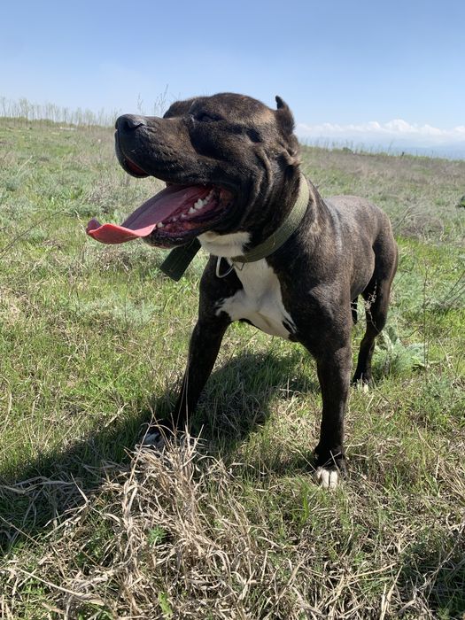 Вязка Американский Питбультертер