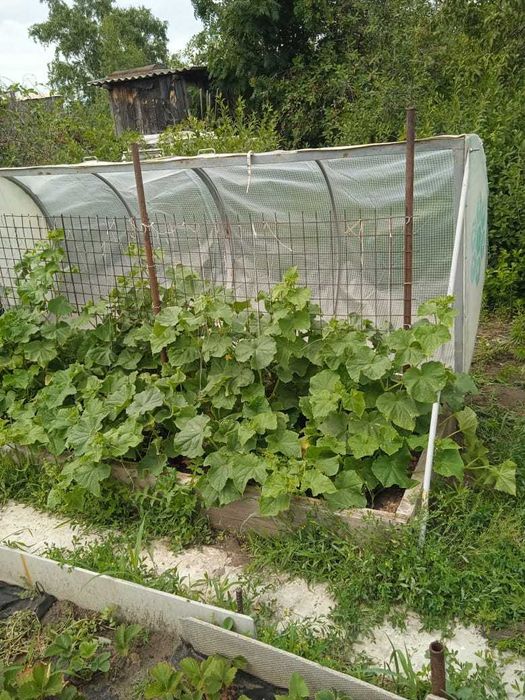 Продам дачу в СО "Геолог"