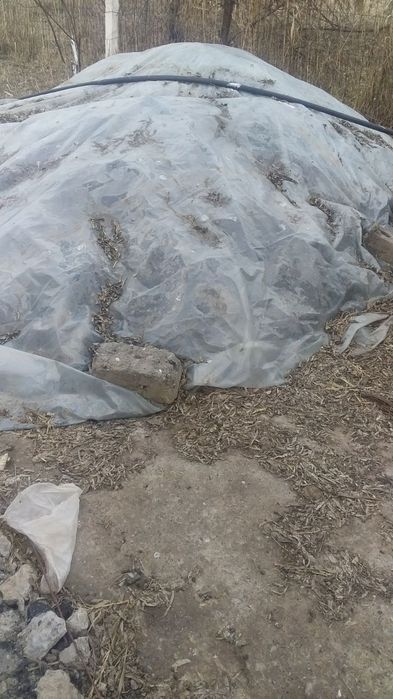 Qòyni gòngi sotiladi arzon narxda