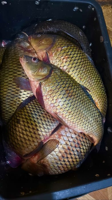 Судак оптом 2000тг