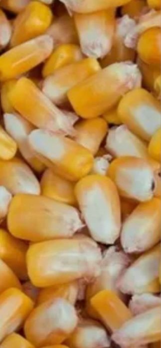 Продам зерно кукурузы новый урожай