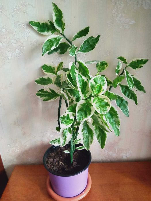 Педилантус  2800 тенге