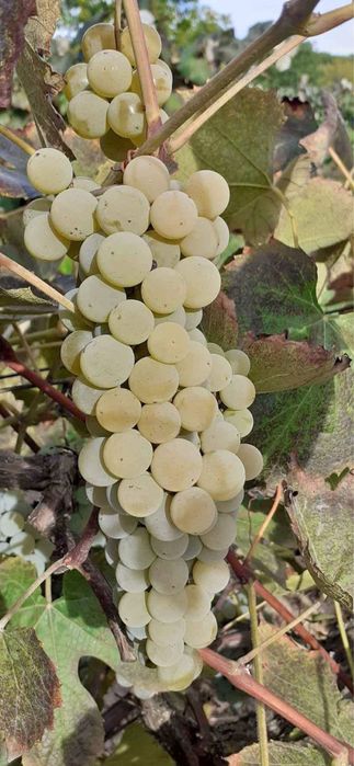 Struguri pentru vin sau Must